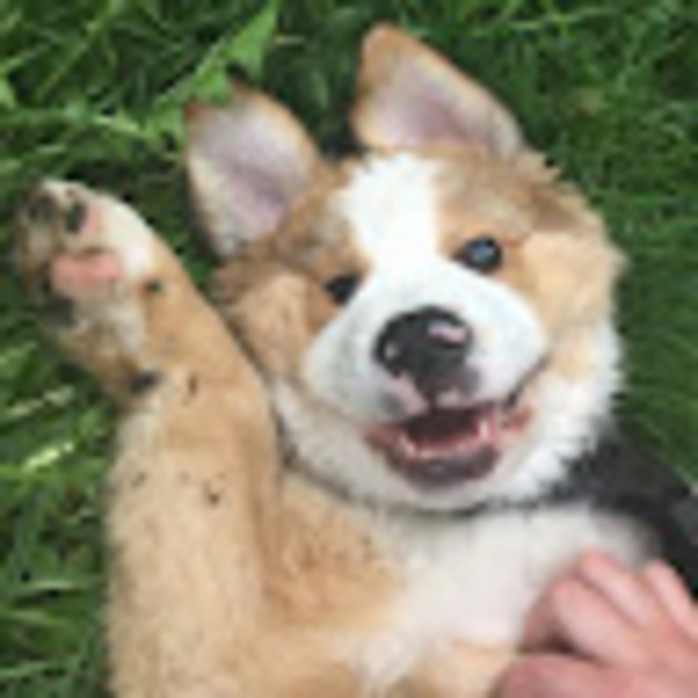 Meet your Posher, Ava